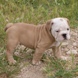 English Bulldog - male BROWN SUGAR 7